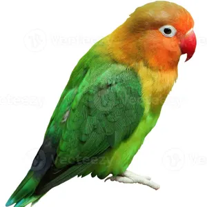 Lovebird - magneet / magnet