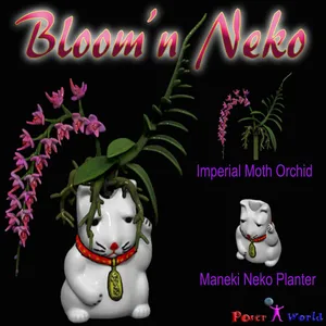 Bloom'n Neko : Original Maneki Neko Planter & Orchid Flower