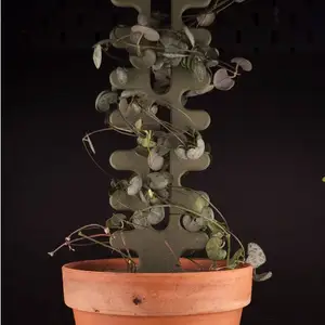 Plant Support