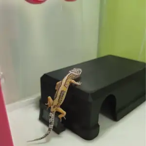 Tana Calda Baby geco o serpenti