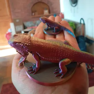 Bearded Dragon