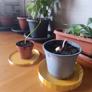 Plant Saucer
