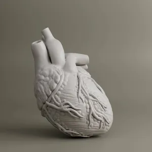 HEART ANATOMY FOR EDUCATION