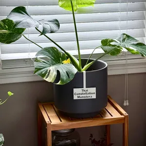 Thai Constellation Monstera Hanging Plant Tag
