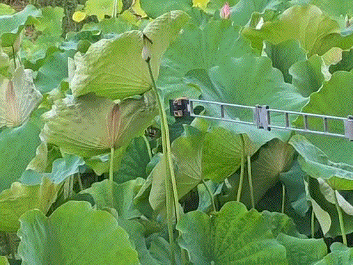 Folding ultra long lotus picking mechanical claw (trigger ty