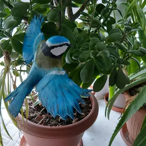 blue tit in flight