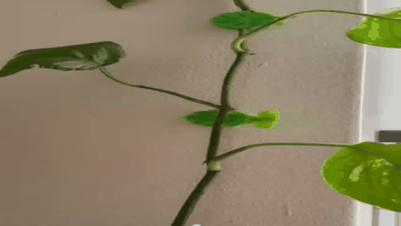 Wall plant holder