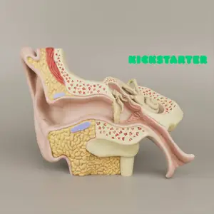 Anatomy of the Ear A Cross-Sectional 3D Print for Education