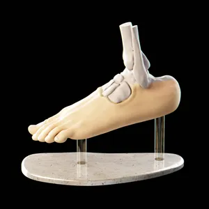 🦶Anatomical Foot Model - With Customizable Base 🦶