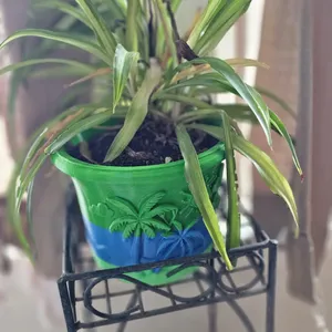 Florida Pot
