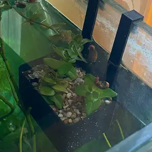 Hanging Pot for Aquarium