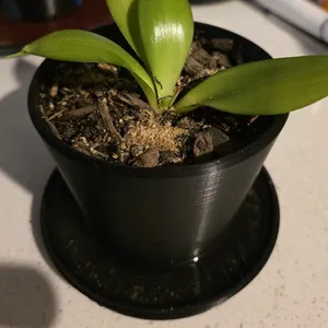 Flower Pot W/ Drainage Tray