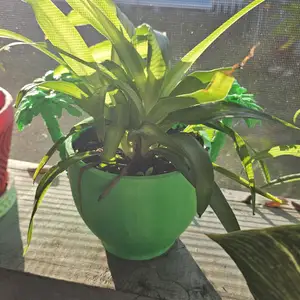 Pot