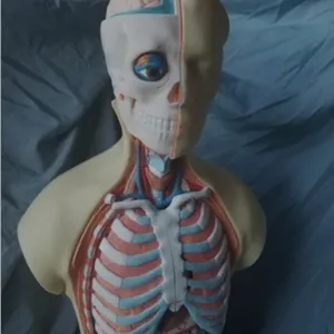 life-like human anatomy model.