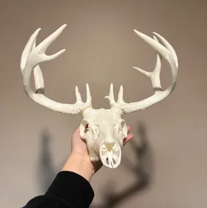 Blacktail deer skull (detachable antlers)