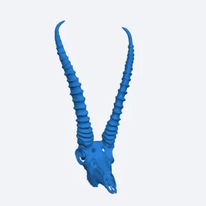 Gazelle skull