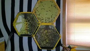 Observation bee hive